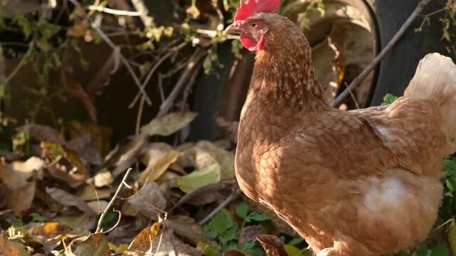 Close-up footage of a brown hen scratching and pecking at the soil in an autumn vegetable garden. 