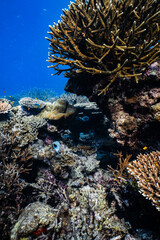 Dog-faced pufferfish and butterflyfish swimming under large staghorn coral reef structure. © PIPE DIVE UNDERWATER
