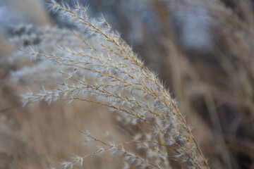 Obraz premium Close up of a Chinese silver grass seed head 