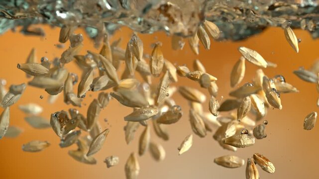 Super Slow Motion Shot of Barley Grains Falling into Water at 1000fps. Beer brewing concept.