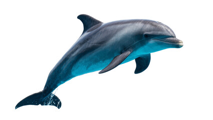 Graceful grey dolphin leaping from water, isolated on transparent background © iPNG