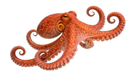 Orange octopus with curled tentacles, isolated on transparent background © iPNG