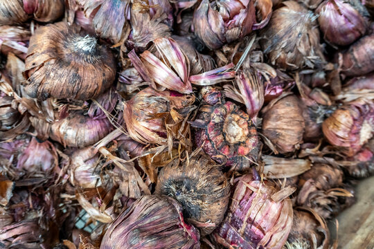 Gladiolus Large Color Parade corms prepared for spring garden planting