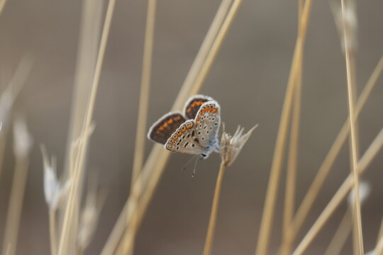 Small butterfly resting on dry grass stalk in natural wildlife environment   