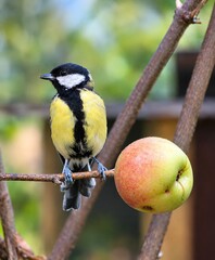 Great tit pecking at an apple on a tree branch © János István Lukács