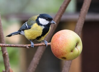 Great tit pecking at an apple on a tree branch © János István Lukács