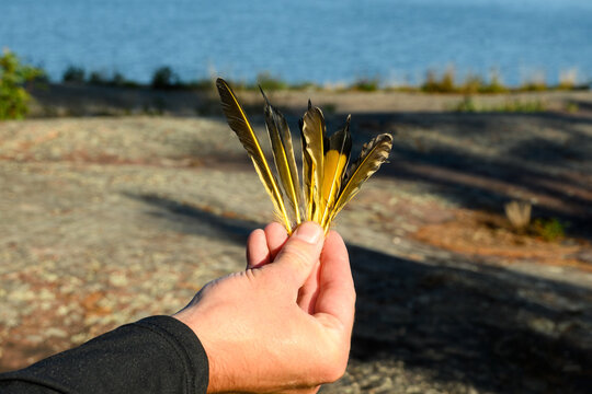 Single hand holding a fan of northern flicker feathers aloft against blurred granite shoreline and blue water on Georgian Bay, Ontario, Canada