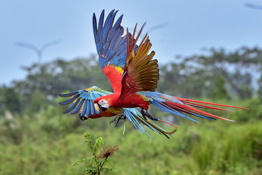 Scarlet Macaw (Ara macao) Flying with Open Wings Over Green Landscape