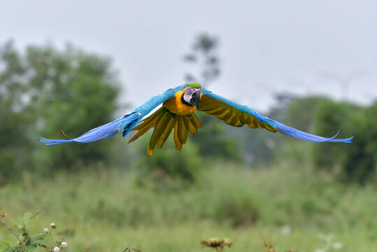 Scarlet Macaw (Ara macao) Flying with Open Wings Over Green Landscape