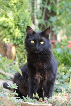 Majestic fluffy black cat with yellow eyes sitting outdoors in a garden   