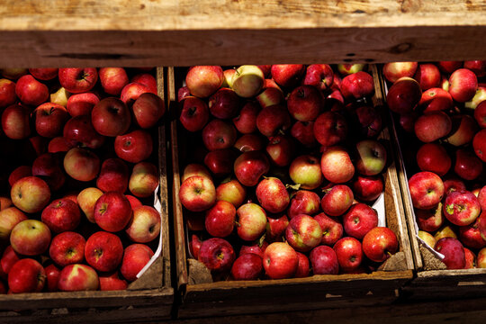 Wooden crates filled with red ripe apples