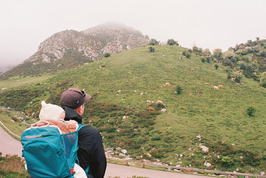 Anonymous man with baby in a backpack carrier looking at cows