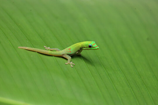 Day gecko sitting on a green leaf