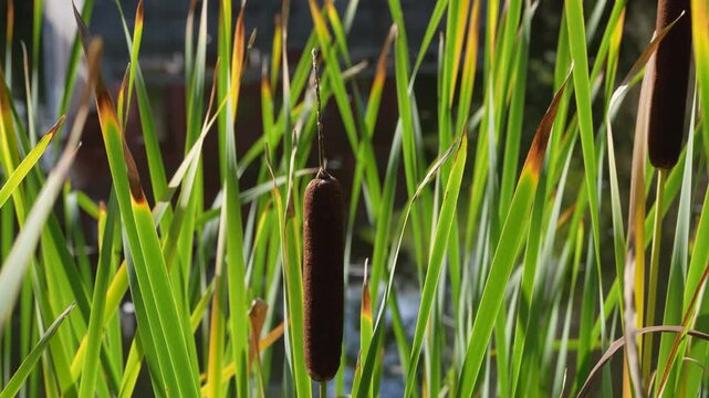 Close-up of brown cattail seed heads rising among dense green reeds near water, illuminated by bright natural sunlight in a wetland garden setting.