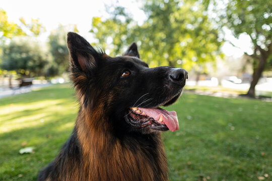 German shepherd dog looking up outdoors in park