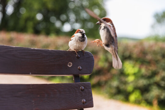 Sparrows resting and taking flight from a wooden park bench