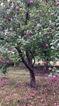 red apple tree