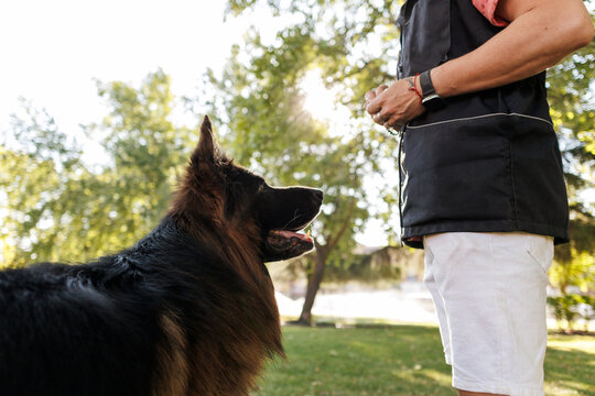 German shepherd dog training with handler outdoors