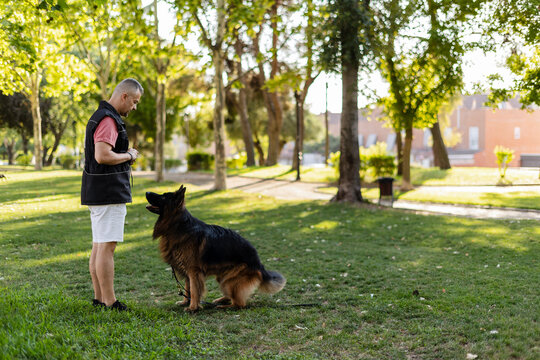 Man training german shepherd dog in park