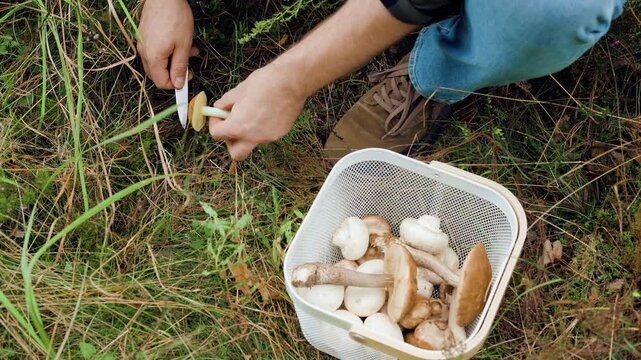 man is gathering wild edible fungi in a forest during autumn season. He cuts a fresh birch bolete with his small knife and places it into a white basket of wild porcini. High quality 4k footage