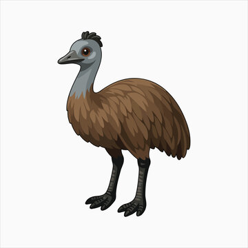 Emu large flightless bird with long legs vector illustration