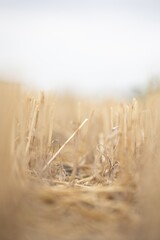 Obraz premium Close up view of harvested wheat stubble in a field after the harvest season on a summer day