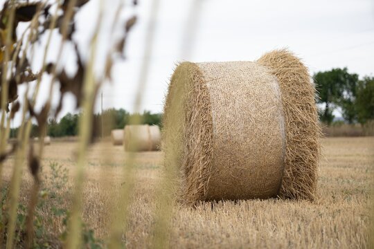 Golden straw bale on harvested field in rural landscape after threshing