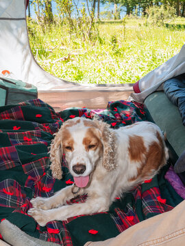 Happy Dog Camping in Tent