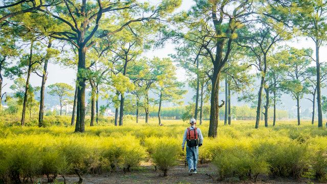 Man with an orange backpack and white cap walking away along a path through green shrubs under pine trees, Chi Linh, Hai Phong, Vietnam