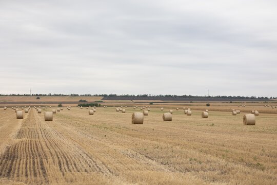 Large Agricultural Field With Many Rolled Hay Bales After Harvesting Under A Cloudy Summer Sky