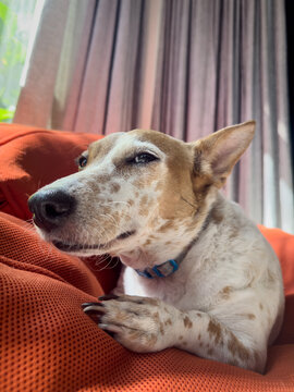 Jack Russel Terrier dog with big ears and brown spots smirks