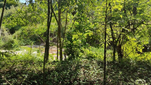 o interior de uma floresta tropical do bioma mata atl&acirc;ntica, ao lado de um c&oacute;rrego ou rio, no estado de S&atilde;o Paulo, Brasil