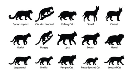 Fototapeta premium Wild Cat Silhouettes: A comprehensive collection of black silhouettes showcasing various wild cat species, illustrating their unique forms and poses.