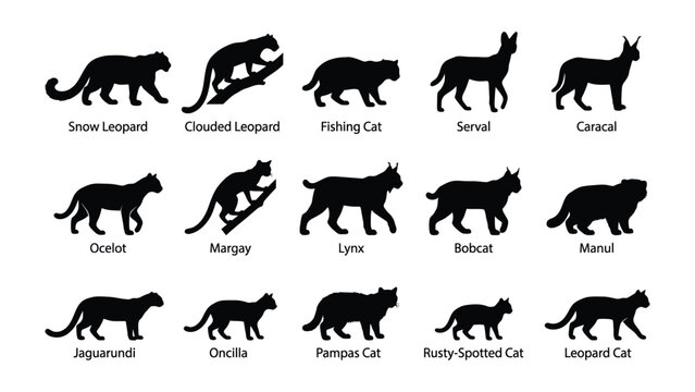 Wild Cat Silhouettes: A comprehensive collection of black silhouettes showcasing various wild cat species, illustrating their unique forms and poses.