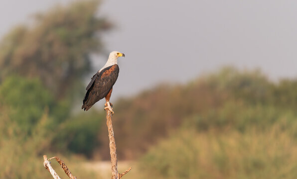 African Fish Eagle in a tree by the Zambezi river, Namibia, Africa
