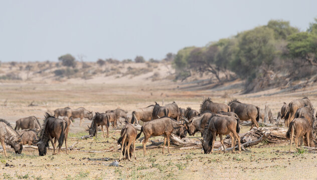 Wildebeest grazing in the Boteti River area, Botswana, Africa