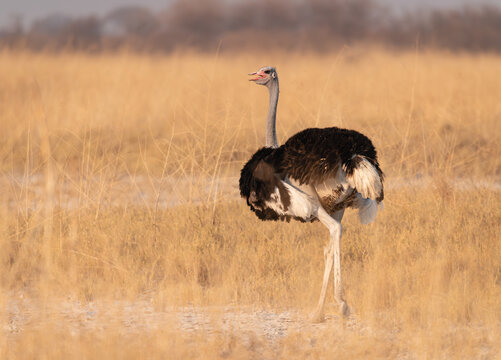 Ostrich in Nata Bird Sanctuary, Sowa Pan in Botswana, Africa