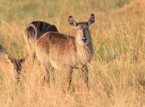 Waterbuck in the Moremi Game Reserve, Botswana, Africa