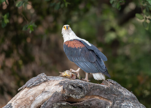 African Fish Eagle in a tree by river the Okkavango - Cubango river in Botswana, Africa