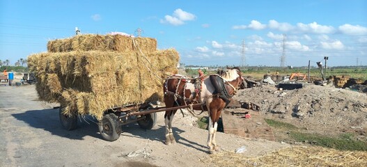 ​A traditional horse-drawn cart heavily loaded with rectangular hay bales standing on a rural road in Egypt under a sunny blue sky. © Mahmoud Asaad