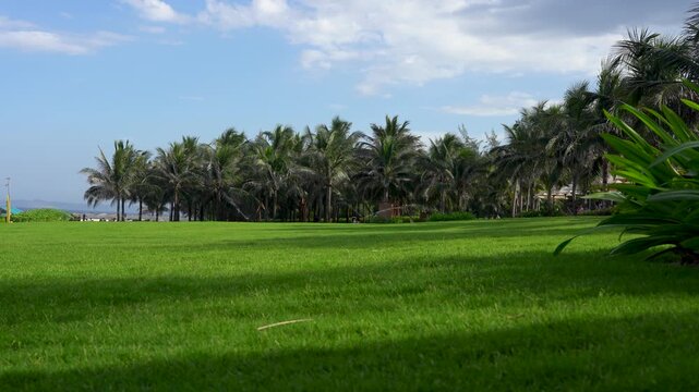 A Serene Landscape Featuring Lush Green Grass, Palm Trees, and a Calm Sky: A Perfect Escape to Nature's Beauty