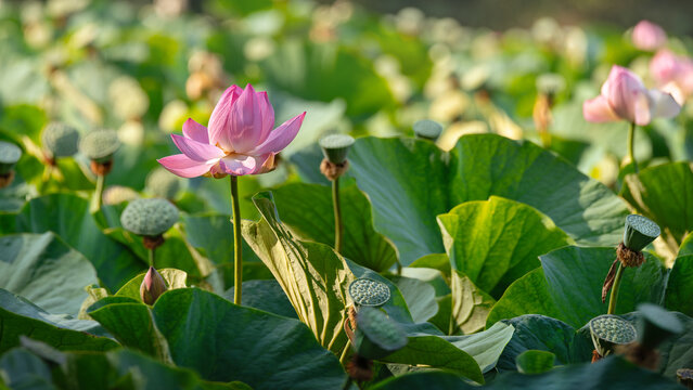 Pink lotus flower blooming in lake among green leaves