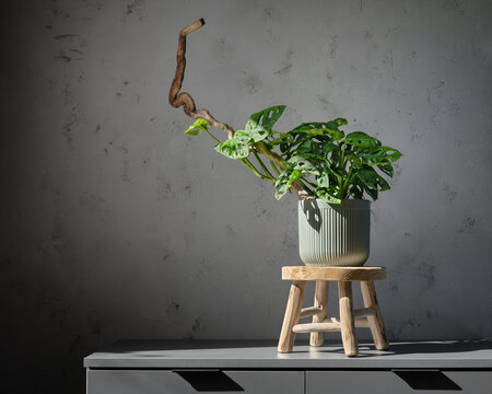 Monstera adansonii plant on driftwood pole and wooden stool in modern interior