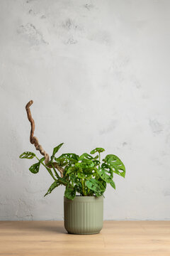 Monstera adansonii houseplant in ceramic pot on wooden table with copyspace