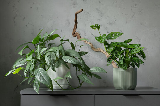 Cebu Blue pothos and Monstera adansonii plants in pots on minimalist cabinet