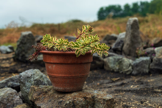 Variegated sedum plant in terracotta pot on rock in alpine garden