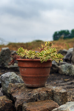 Variegated sedum plant in terracotta pot on rock in alpine garden