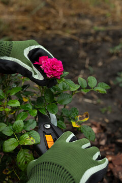 Pruning rose bush with secateurs in garden wearing protective gloves