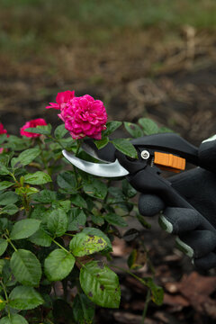 Pruning rose bush with secateurs in garden wearing protective gloves