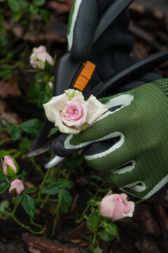 Pruning rose bush with secateurs in garden wearing protective gloves